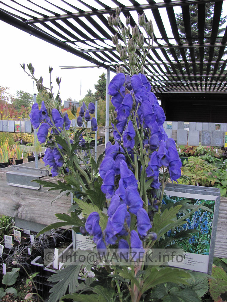 Aconitum arendsii - Blueten.JPG